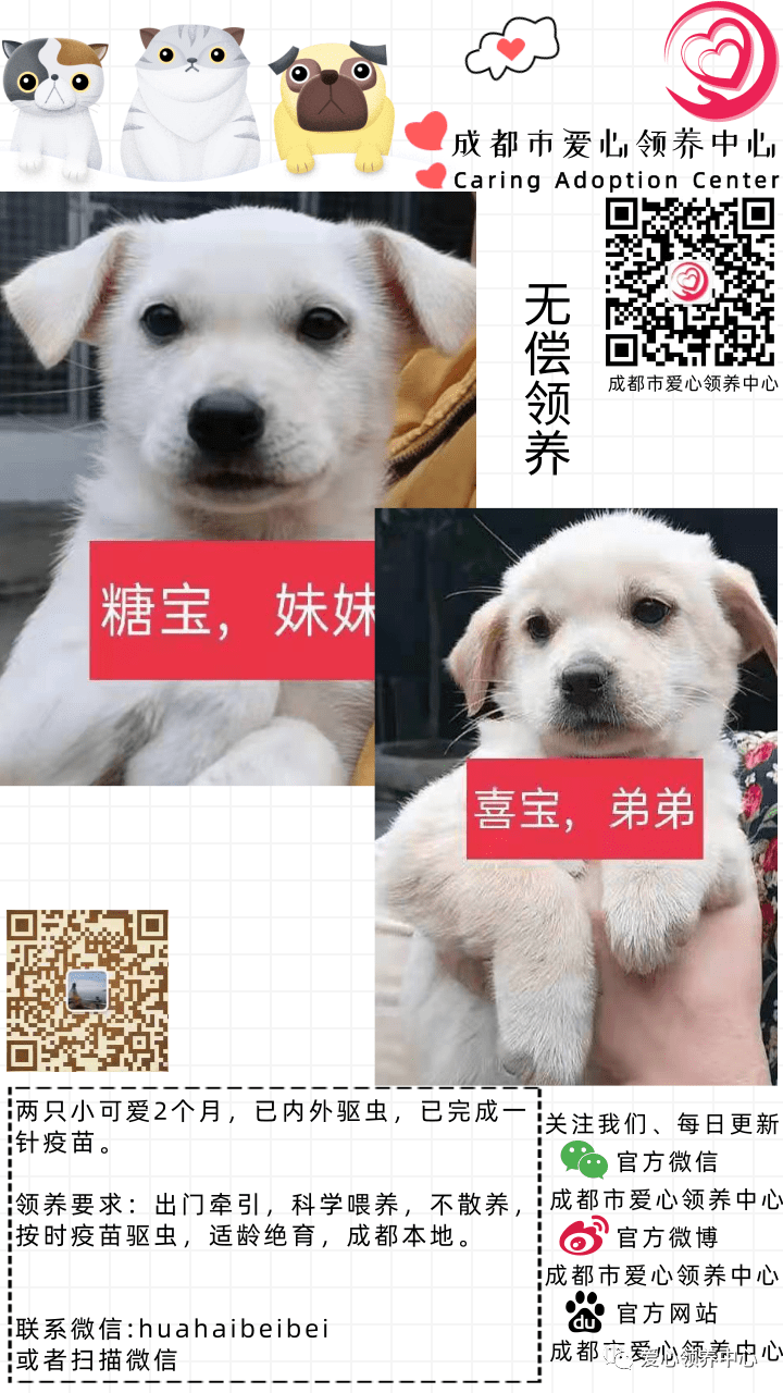 成都领养老年比熊犬的价格及其相关因素探讨
