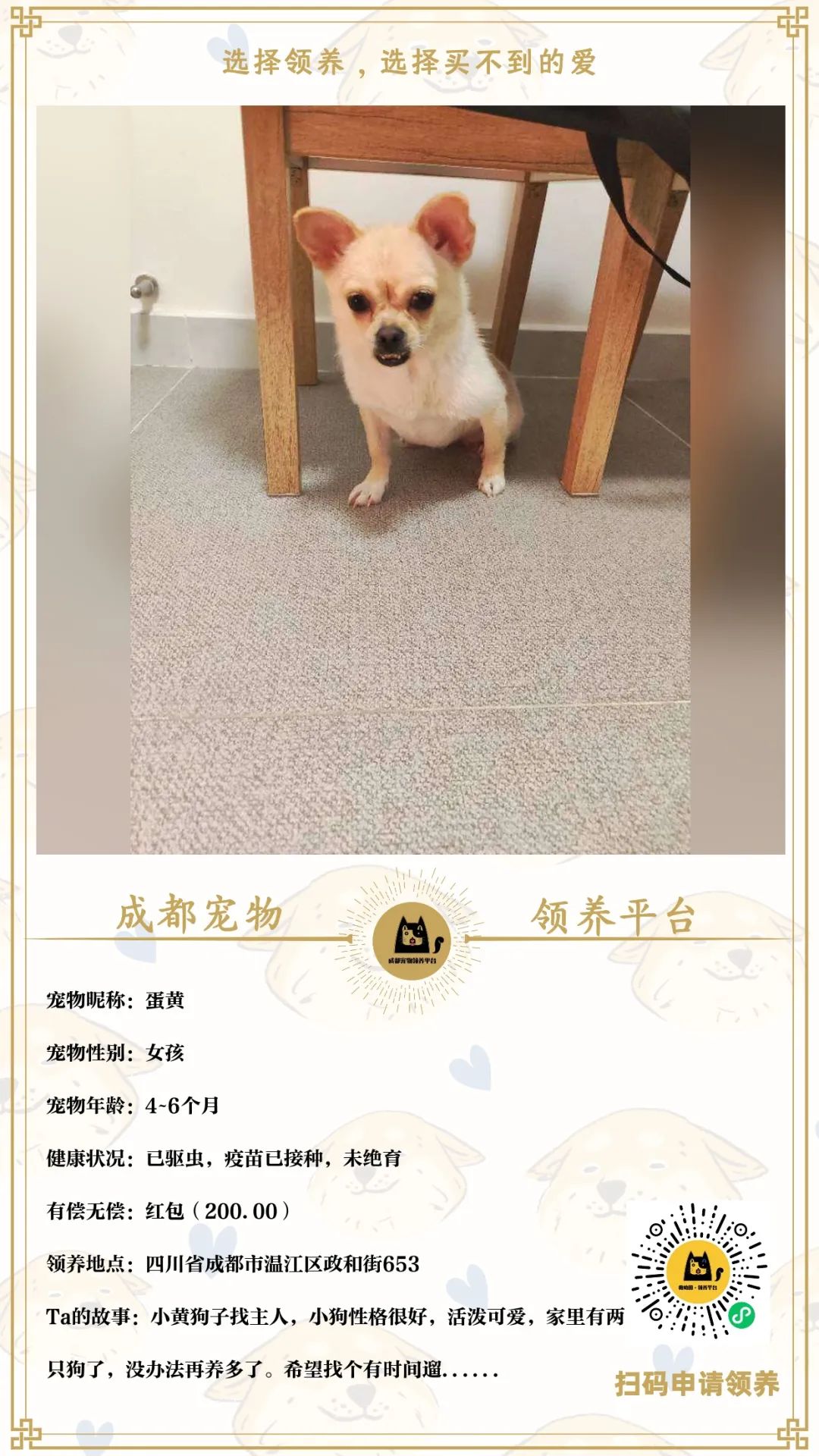成都领养老年比熊犬的价格及其相关因素探讨