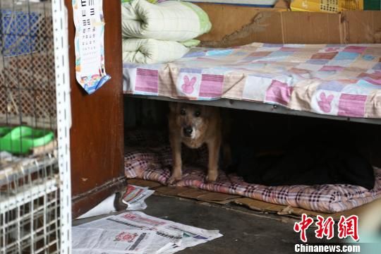 流浪老年人养老金多少，揭示养老金制度面临的挑战与解决方案