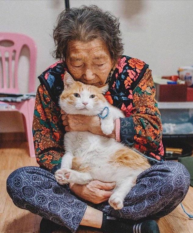 收养老年猫的弊端，深度分析与思考