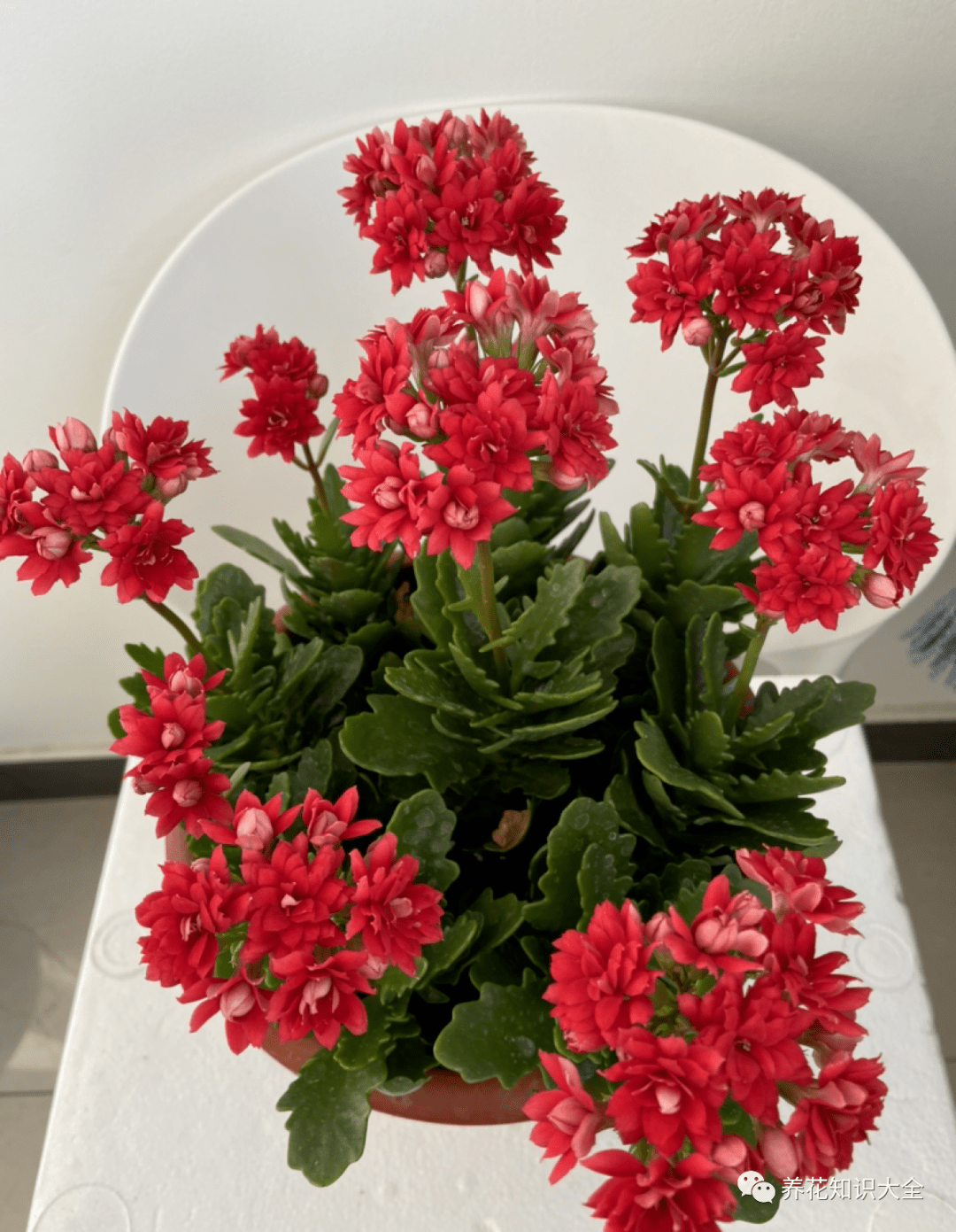 花卉选择与养生，适合老年人的花卉养护之道