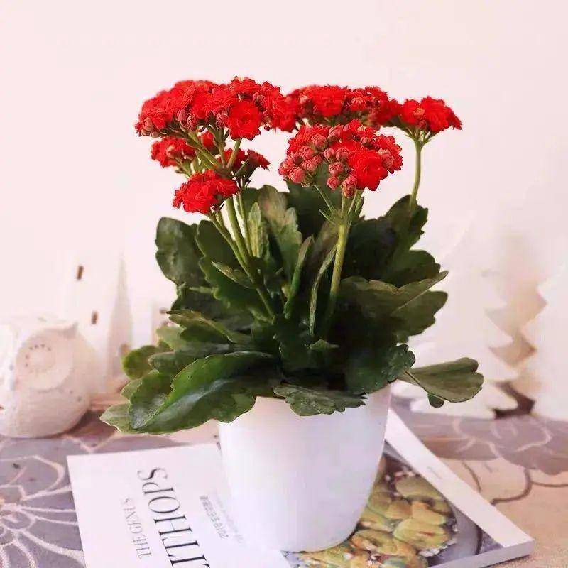 花的选择与养生之道，适合老年人的花卉养护