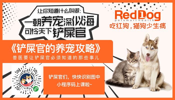 红狗营养老年犬图片大全——关爱老年犬的健康与幸福