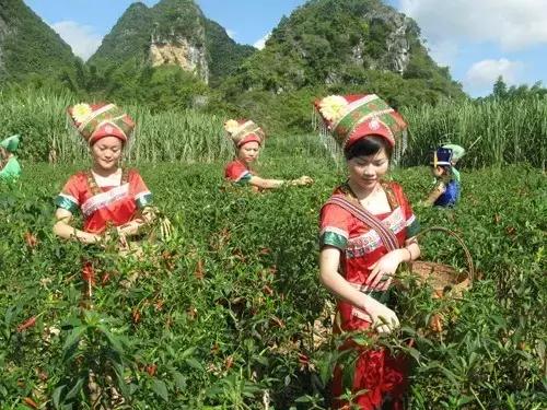 广西老年养老金资格认证APP，智能化服务助力养老保障事业