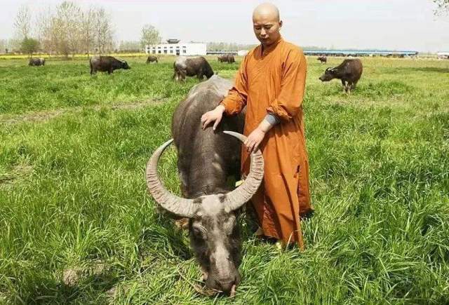 黑牛适合老年人养老吗？探究黑牛养殖对老年人养老生活的积极影响