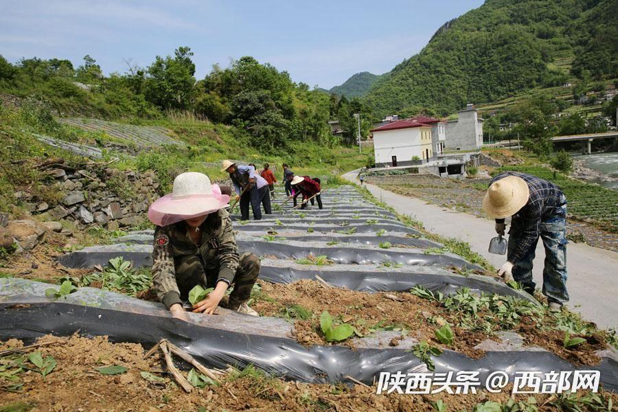 这篇头条文章，关系到每个岚皋县老乡！