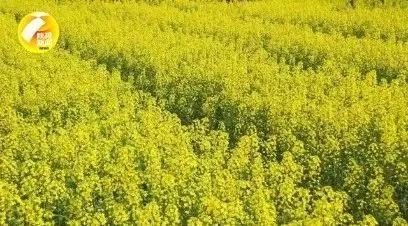 金色梦舞台，岚皋县老年春节联欢晚会特别节目震撼来袭！