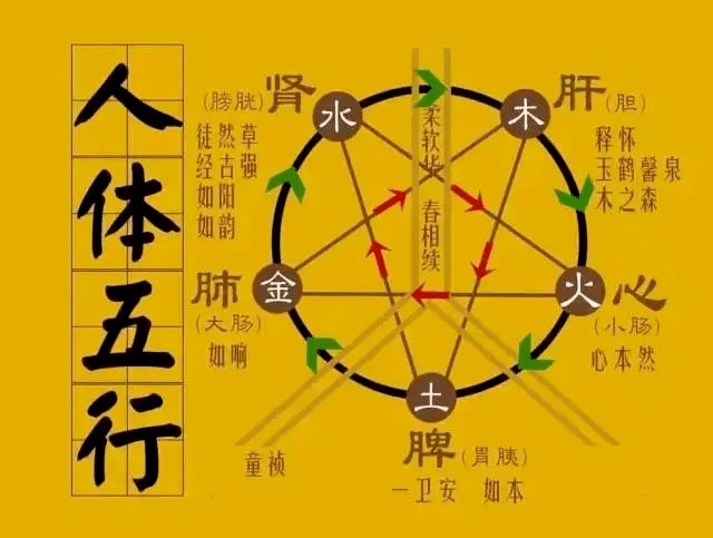 五行人养生第28集，深入探索金色大讲堂之五行养生之道