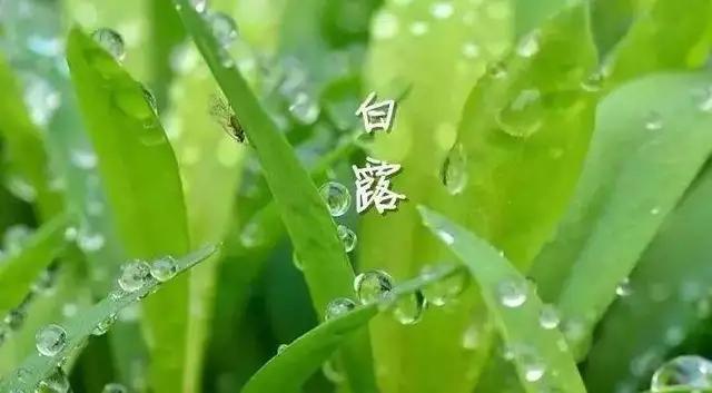 金色大讲堂之五行人养生第14集深度解析