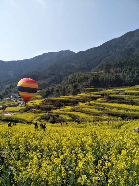 金色老年旅行社——黄山游，探寻千年古韵，领略自然之美