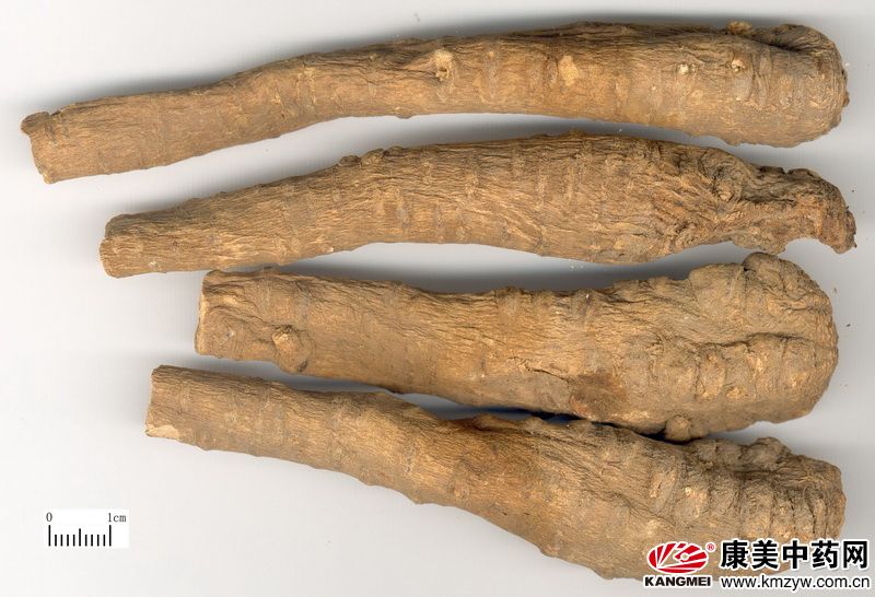 白芷止痛又美容的神奇功效