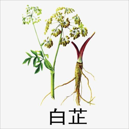 白芷止痛又美容的神奇功效