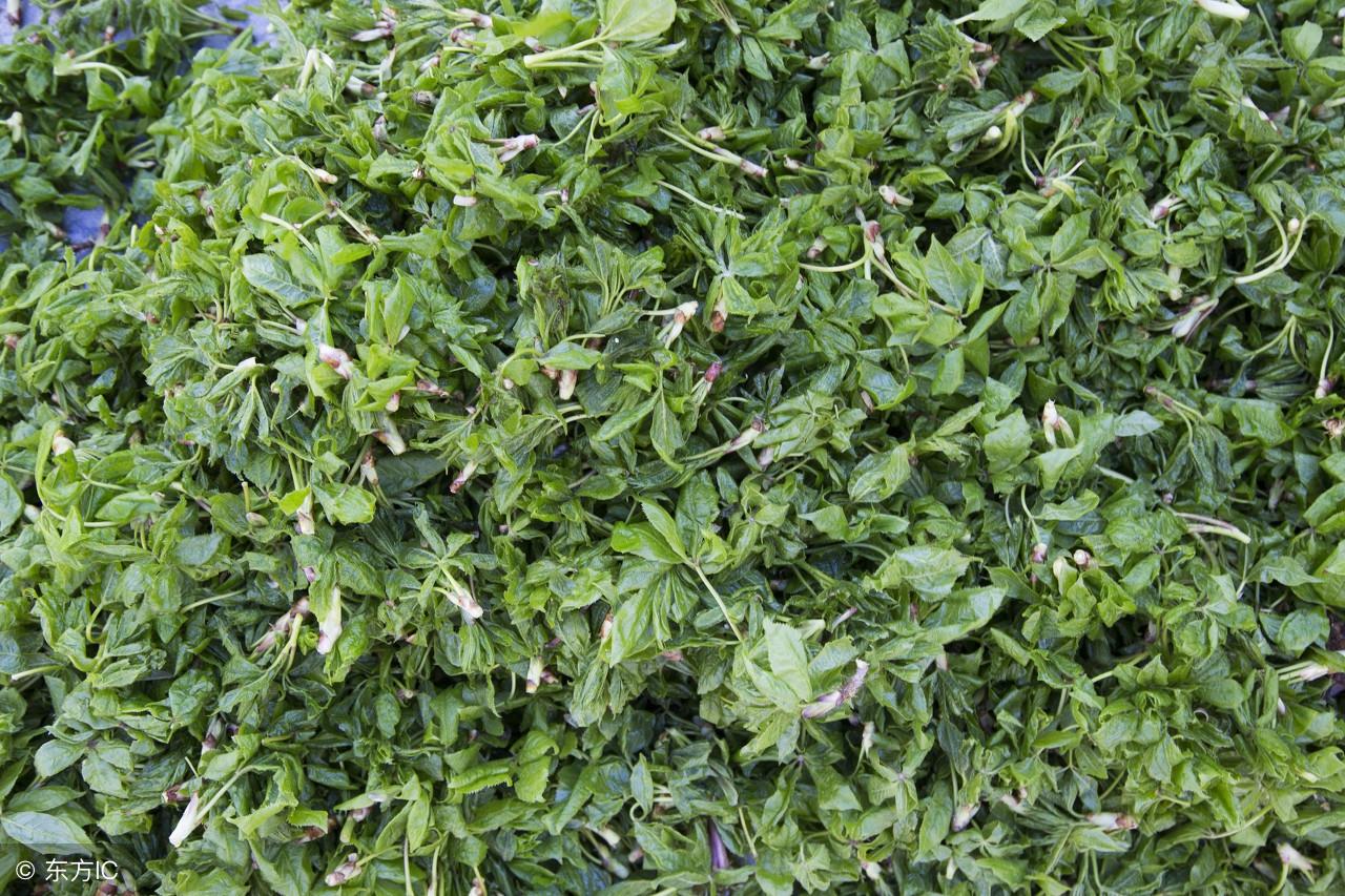 春季防癌，宜吃的野菜有哪些？
