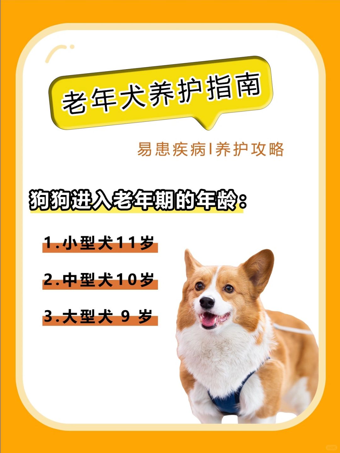 养老年犬的技巧有哪些呢？全面指南